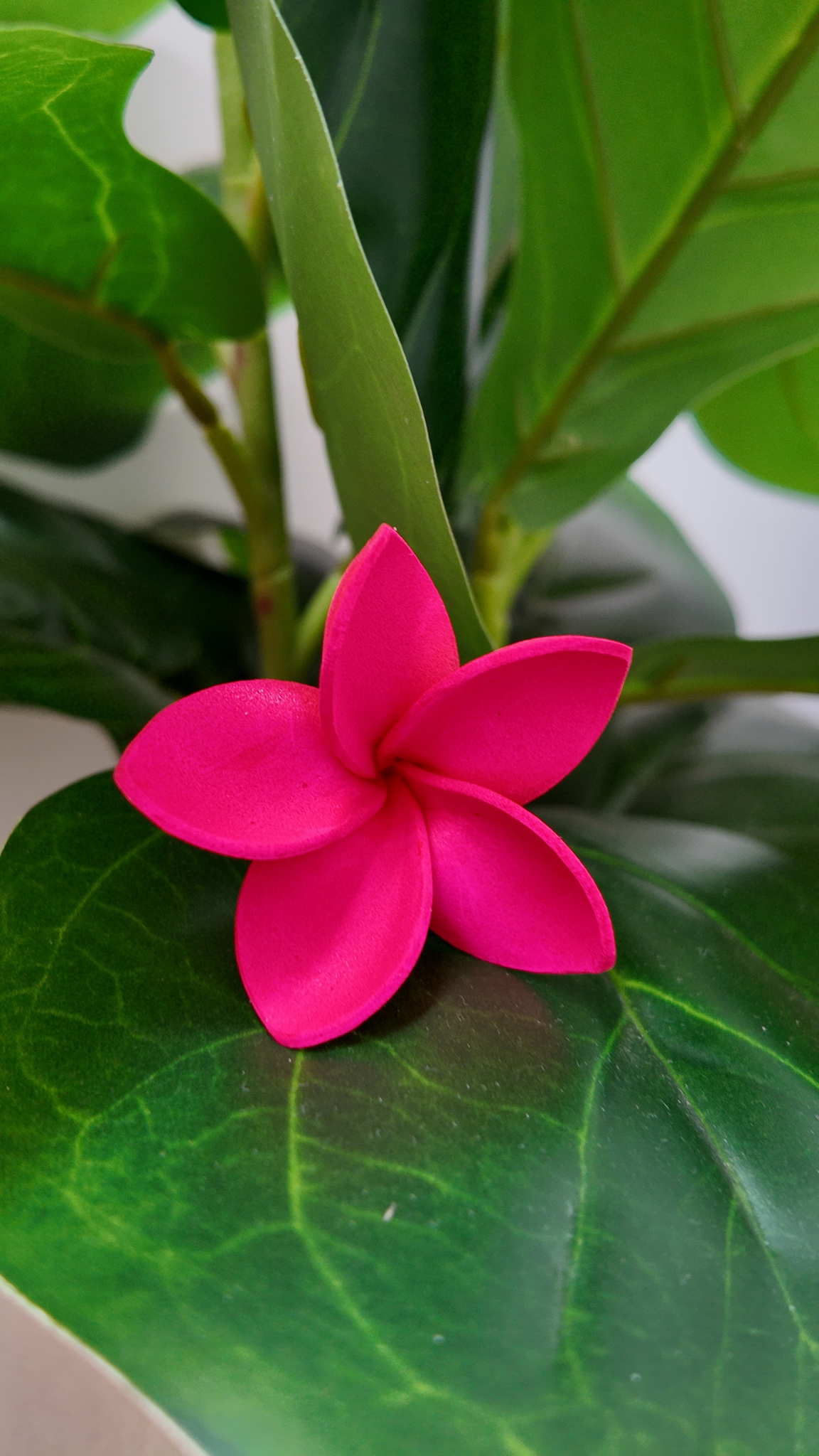 Plumeria
