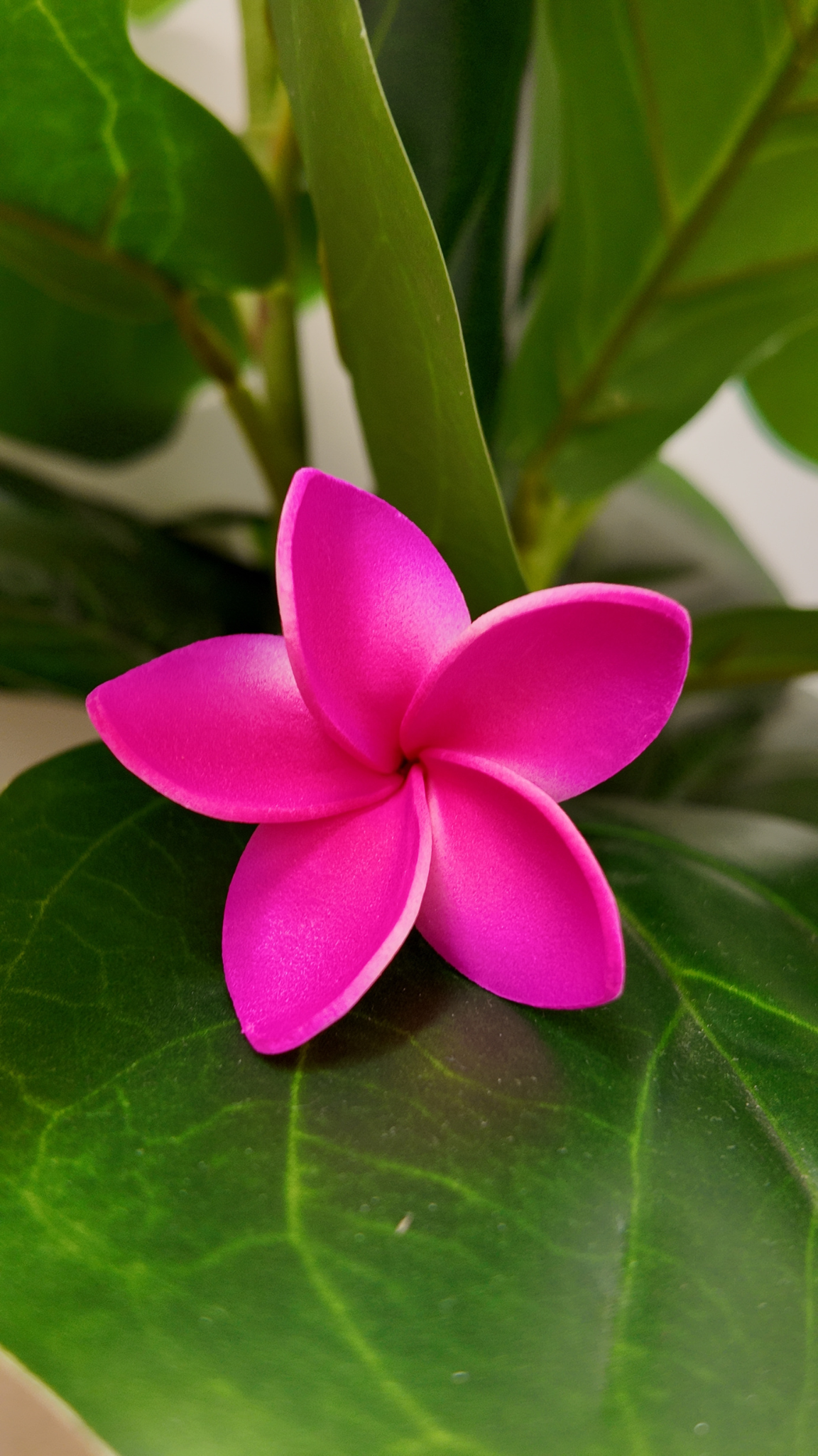 Plumeria