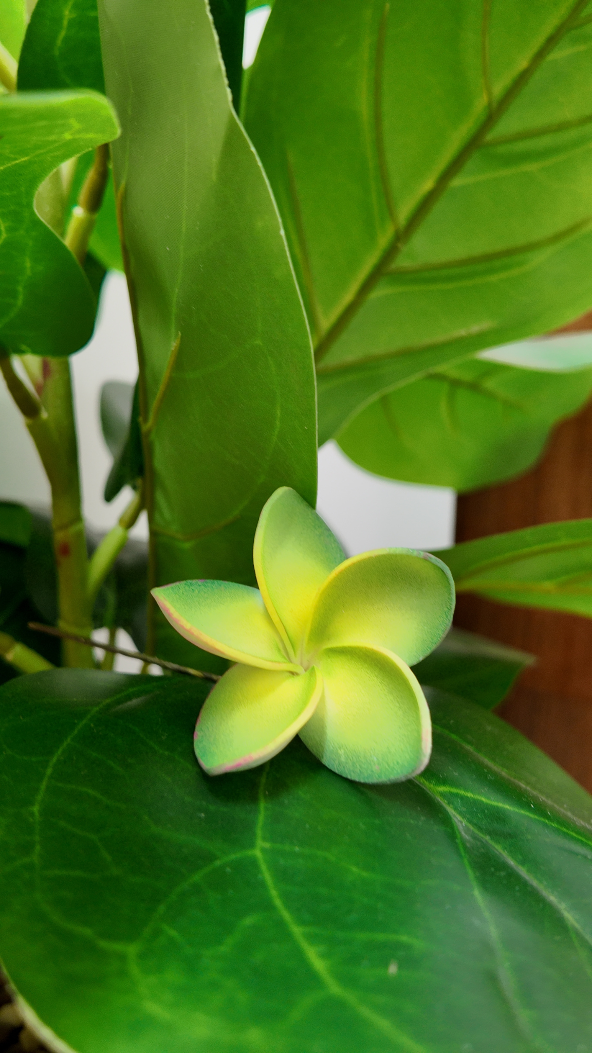 Plumeria