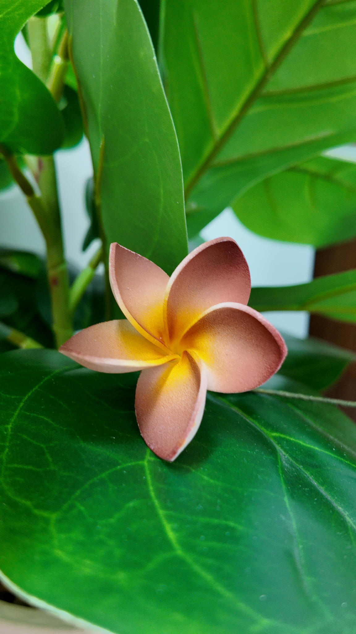 Plumeria
