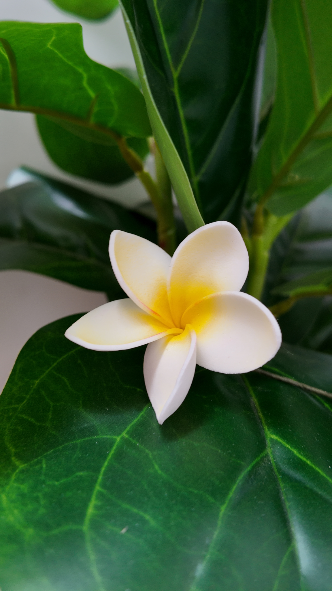 Plumeria