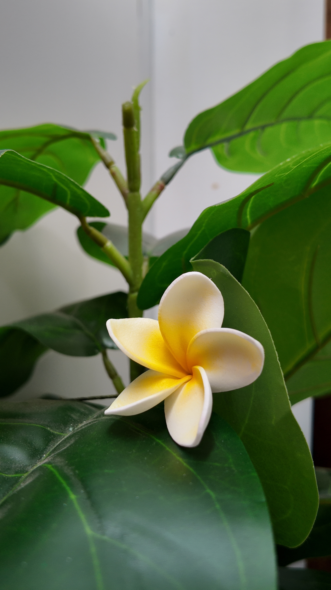 Plumeria