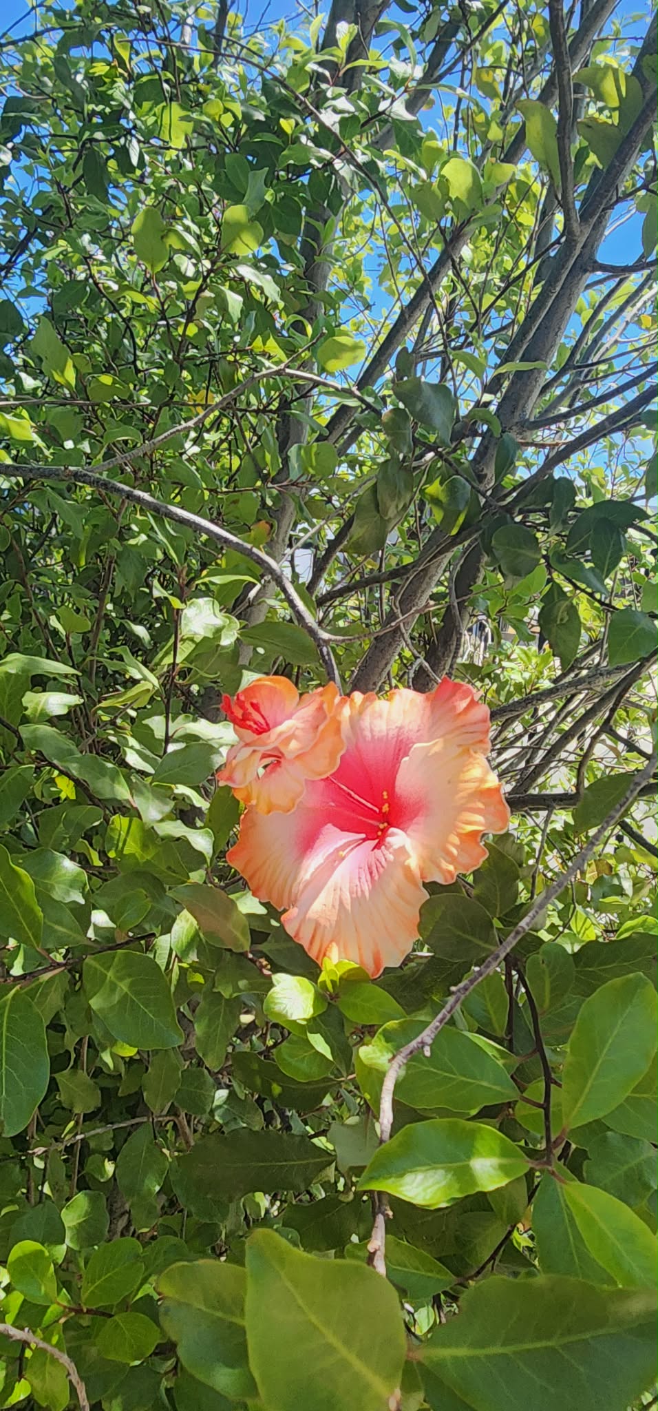 Light Orange with White Soifua Aute