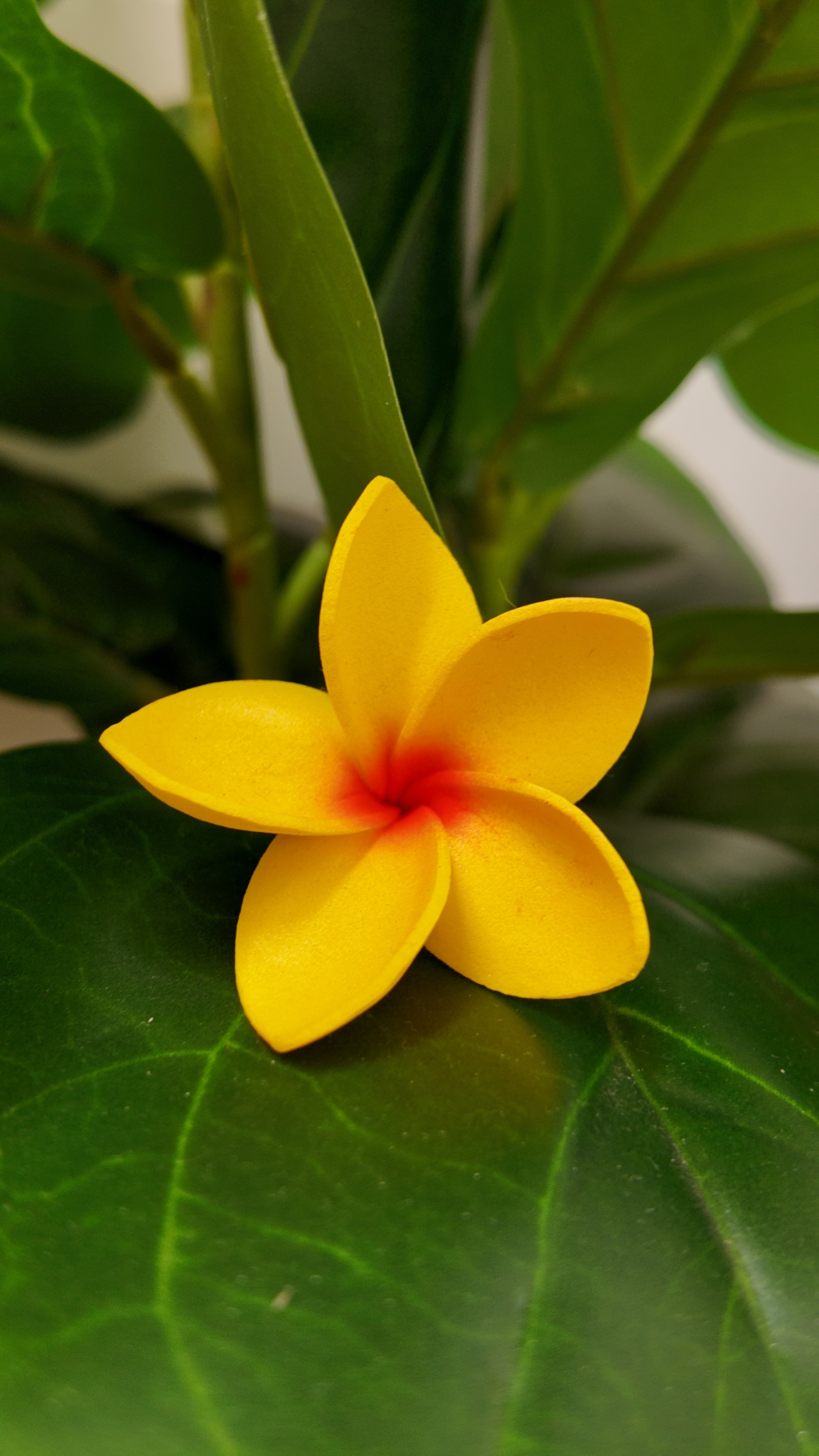 Plumeria