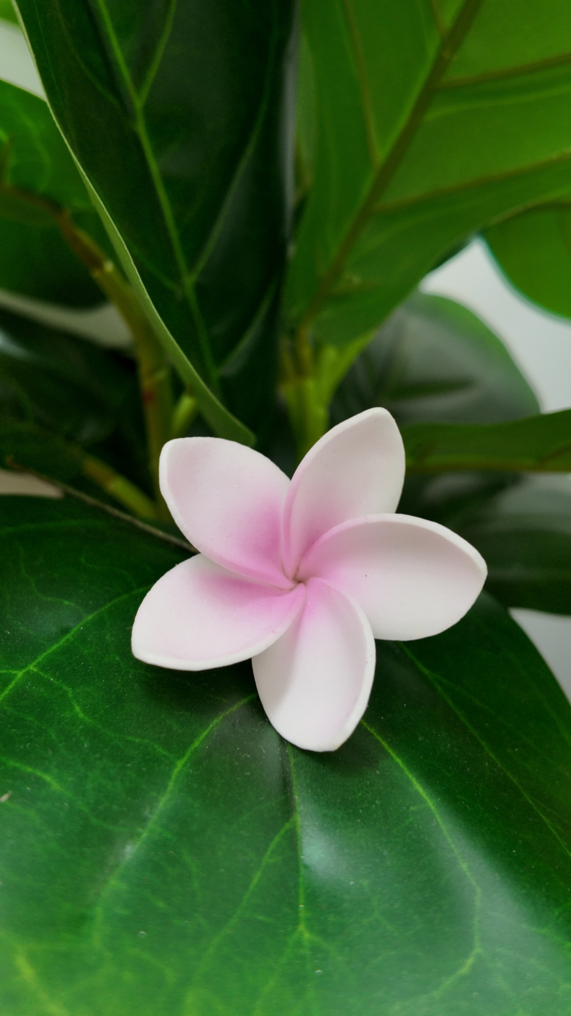 Plumeria