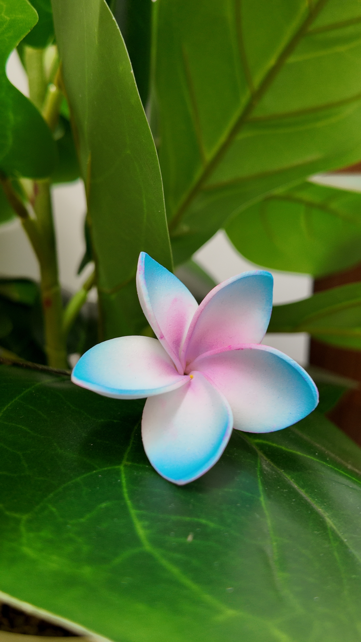 Plumeria