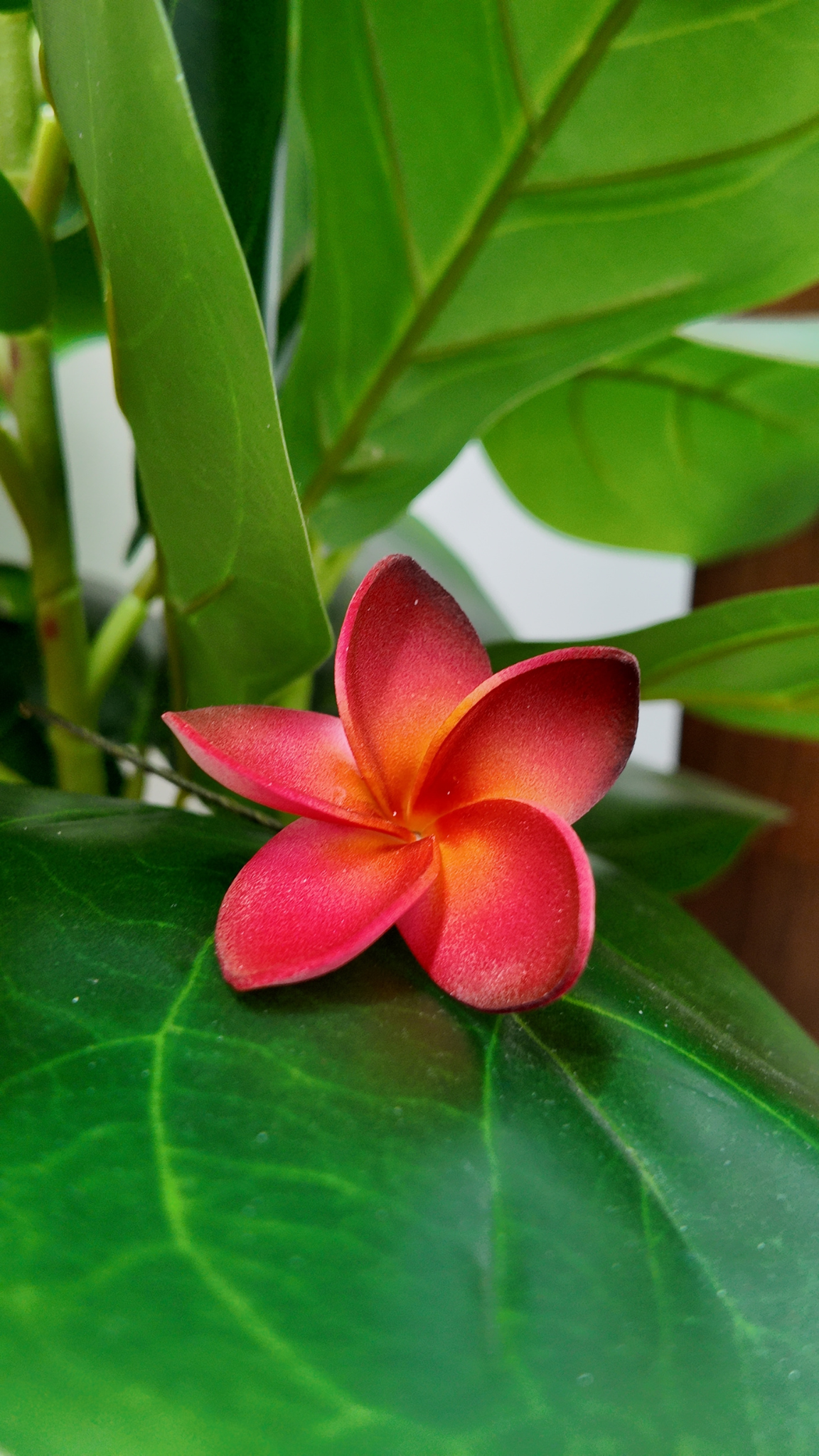 Plumeria