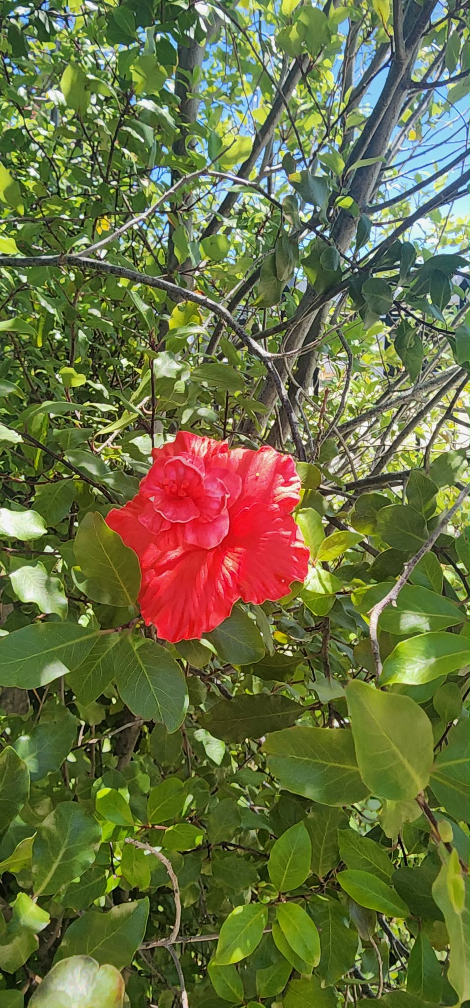 Dark Pink Soifua Aute