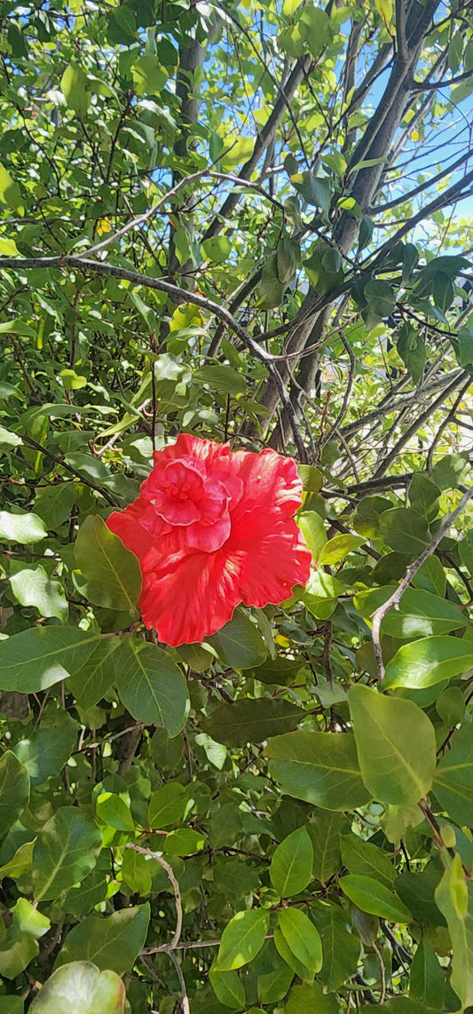 Dark Pink Soifua Aute