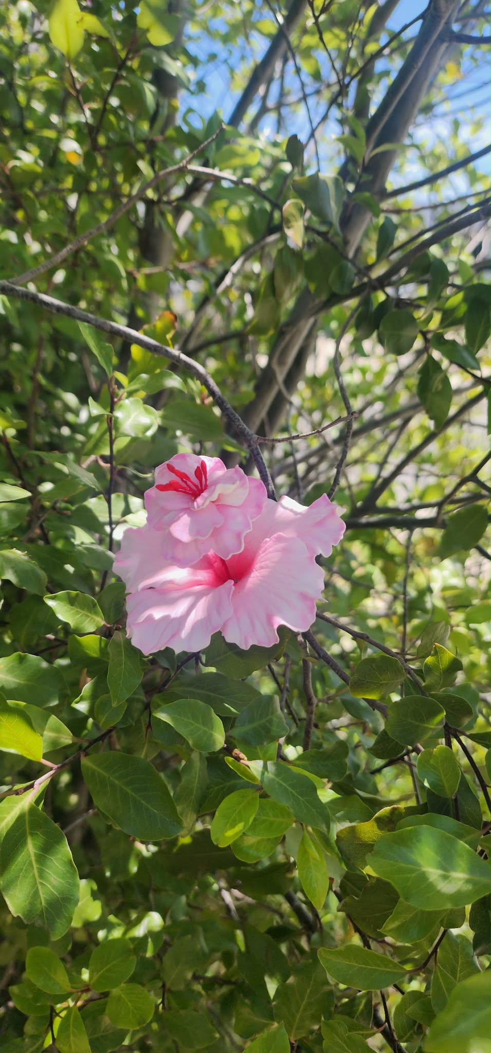BABY PINK SOIFUA AUTE