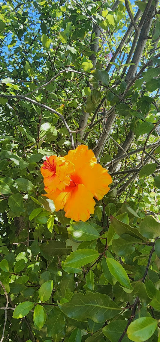 ORANGE SOIFUA AUTE
