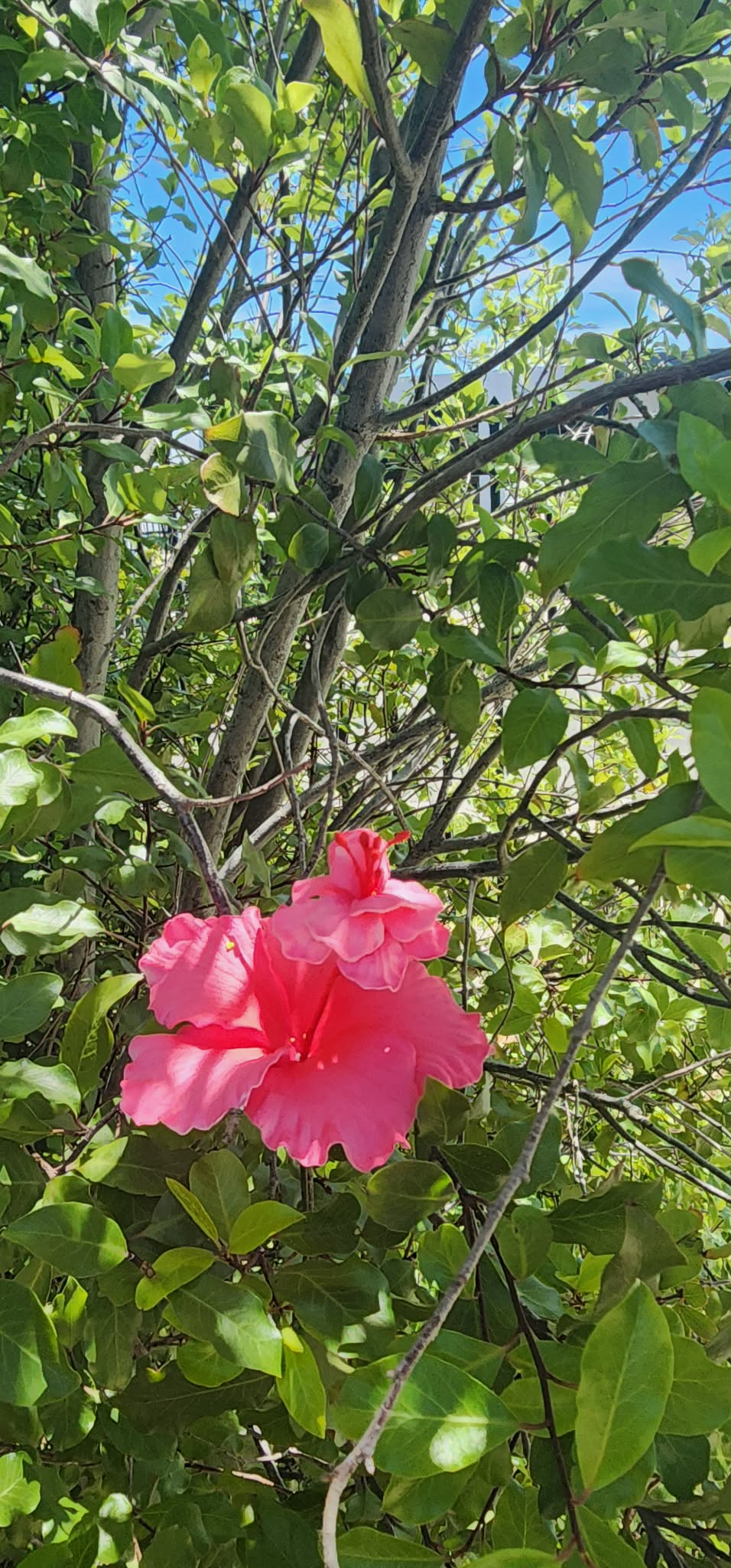 PINK ROSE SOIFUA AUTE