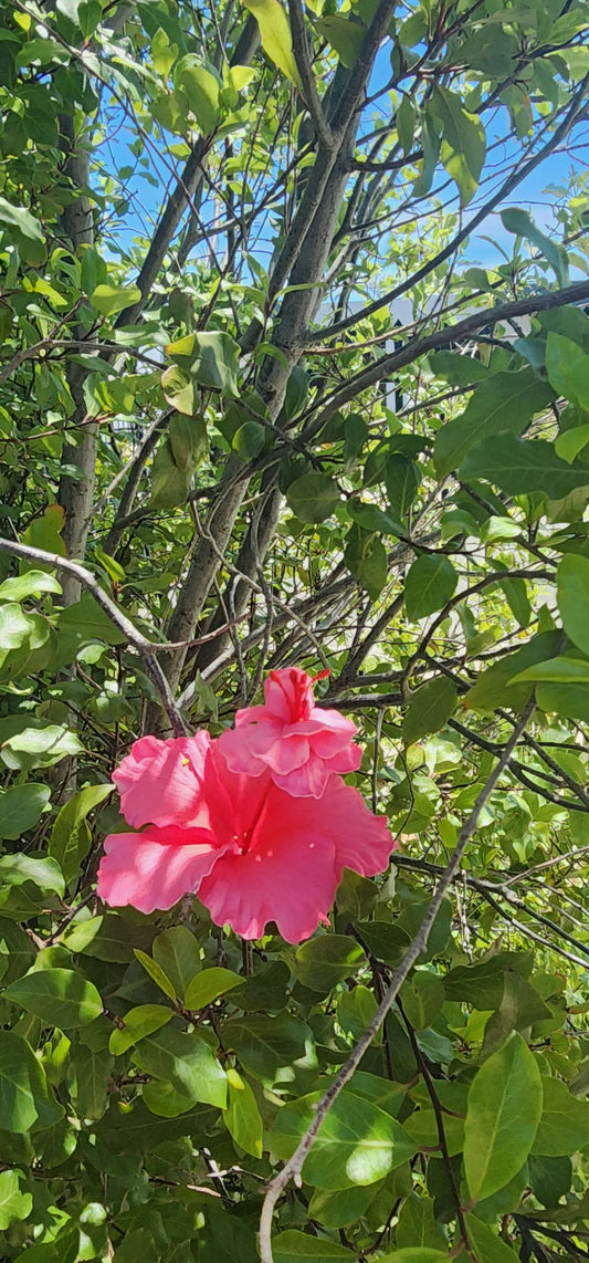 PINK ROSE SOIFUA AUTE