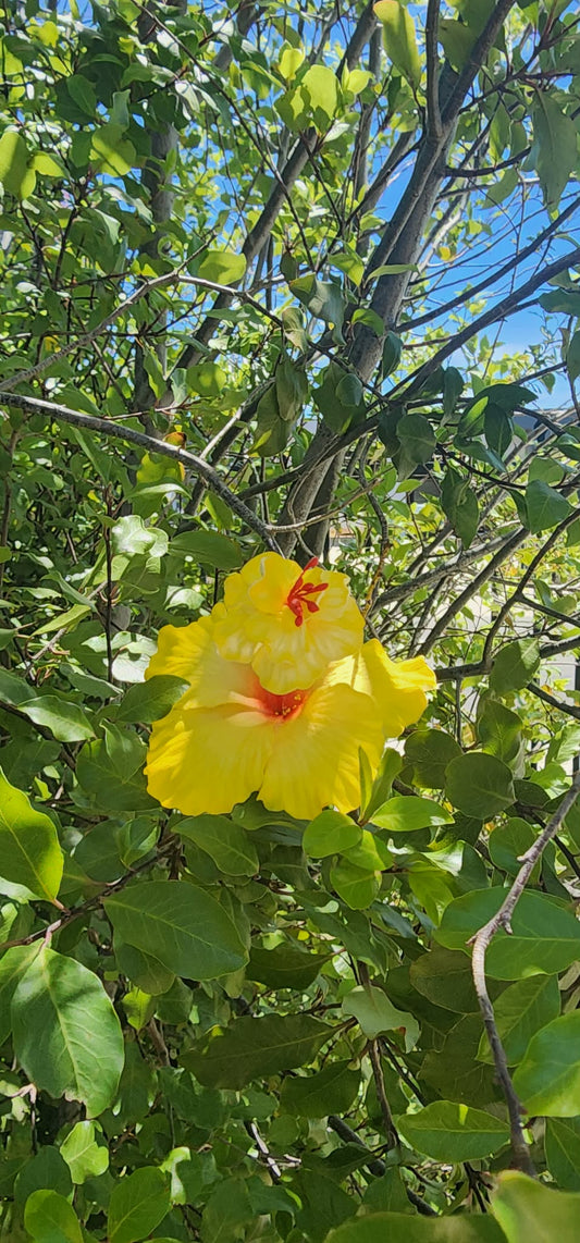 YELLOW SOIFUA AUTE