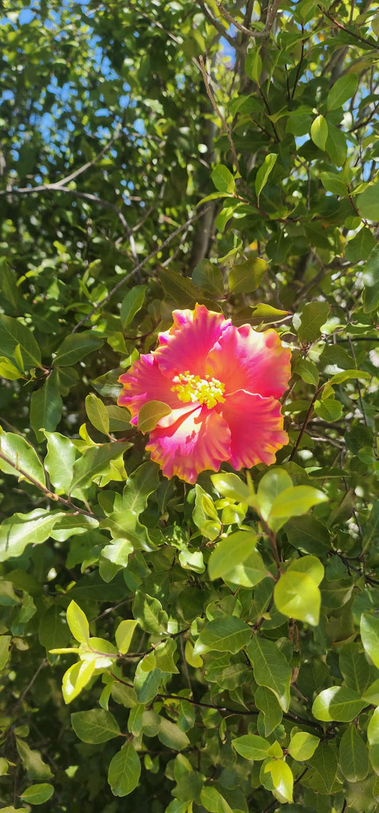 Orange Pink Aute (9cm)