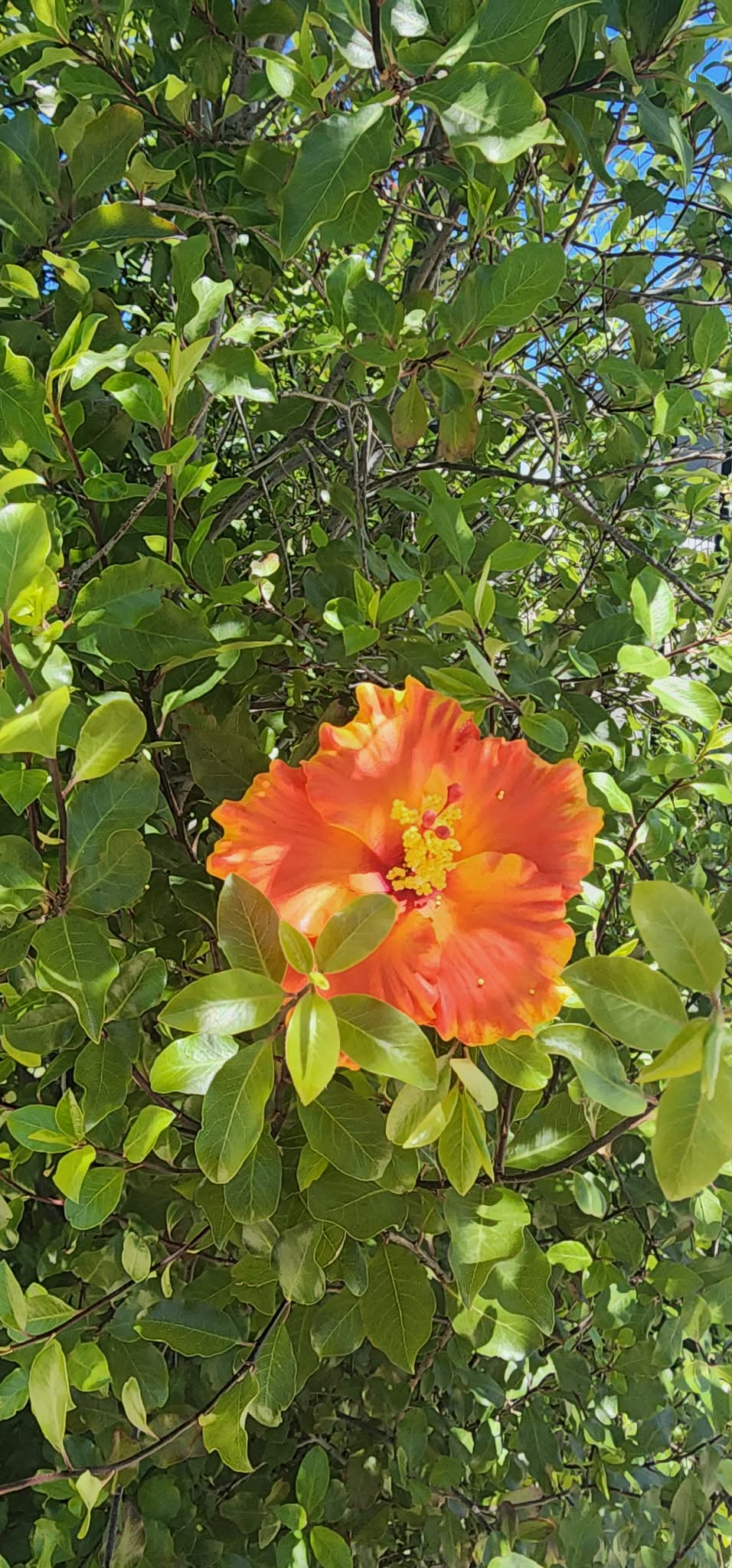 Orange Yellow Aute (9cm)