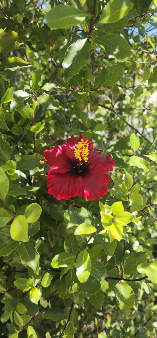 Original Red Aute (9cm)