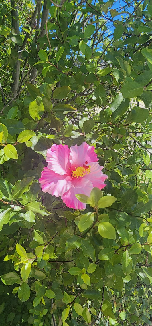 Pink white Aute (9cm)