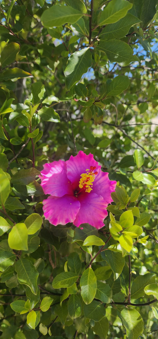 Soft Purple Aute (9cm)