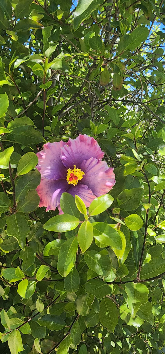 Purple Pink Aute (9cm)