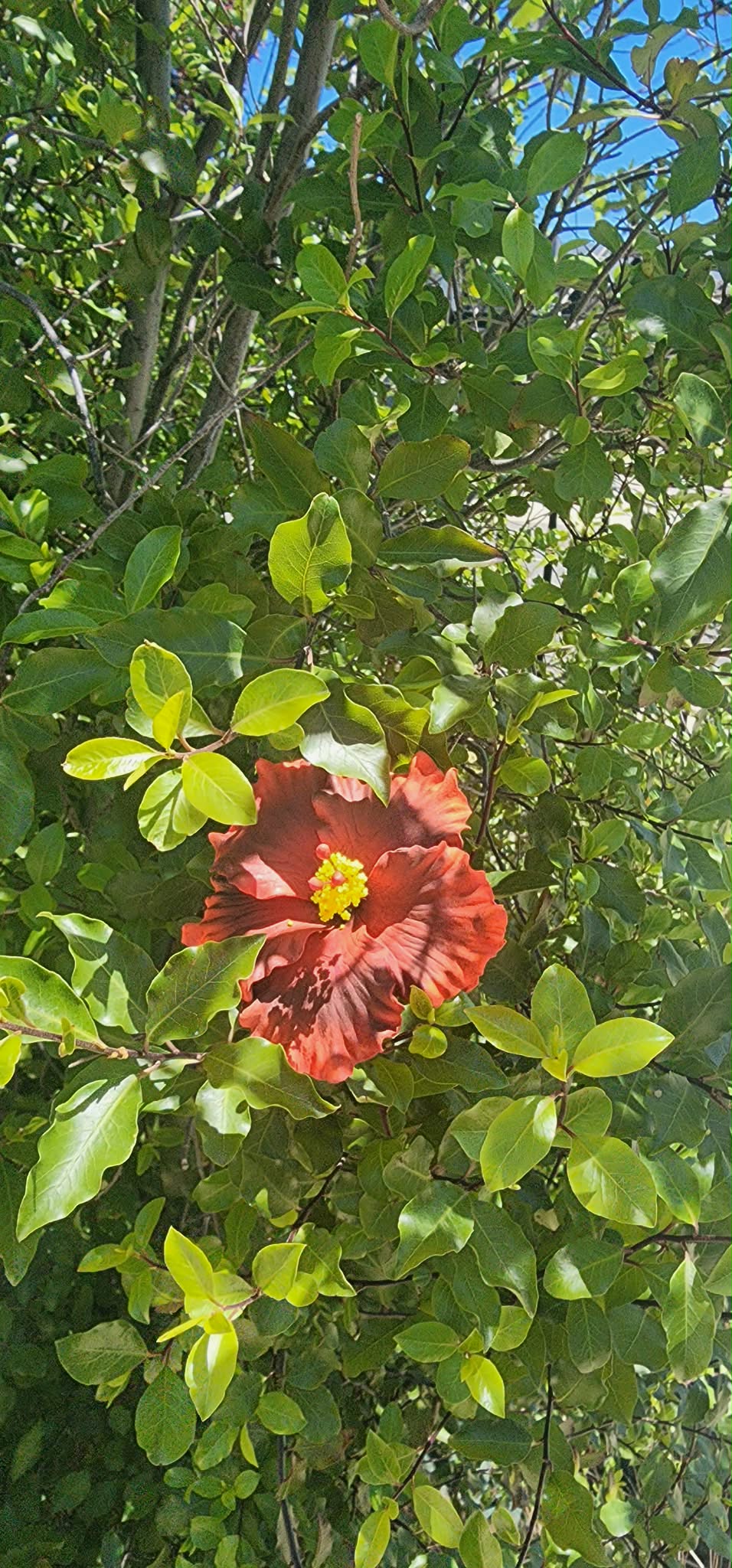 Red Maroon Aute (9cm)