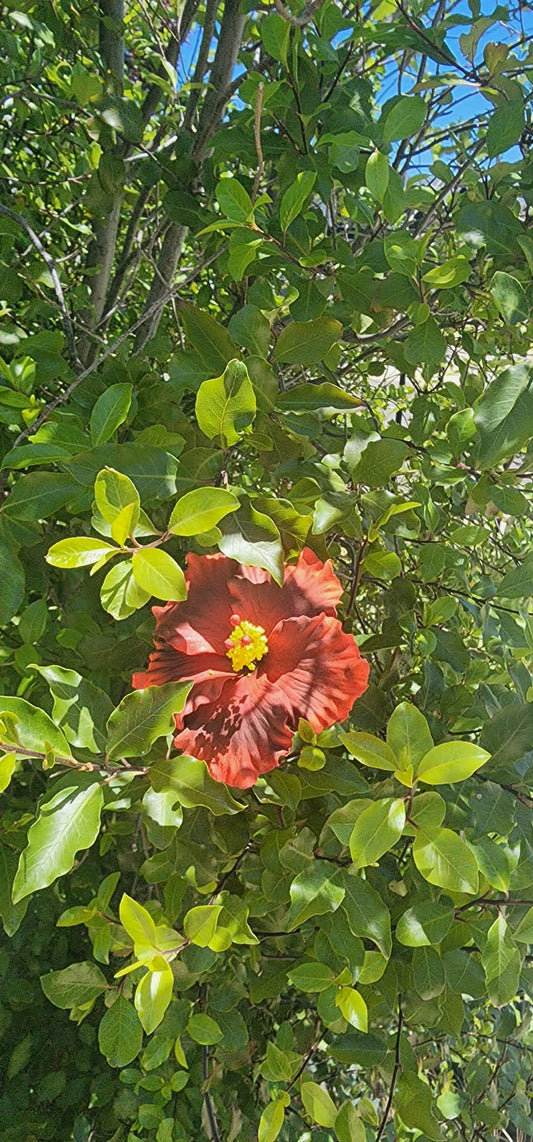 Red Maroon Aute (9cm)