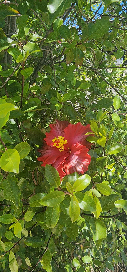 Red with Splash of White Aute (9cm)