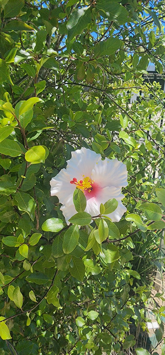 SNOW WHITE AUTE (9cm)