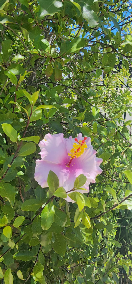 Soft Pink Aute (9cm)