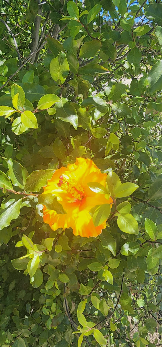 SUNSHINE YELLOW AUTE (9cm)