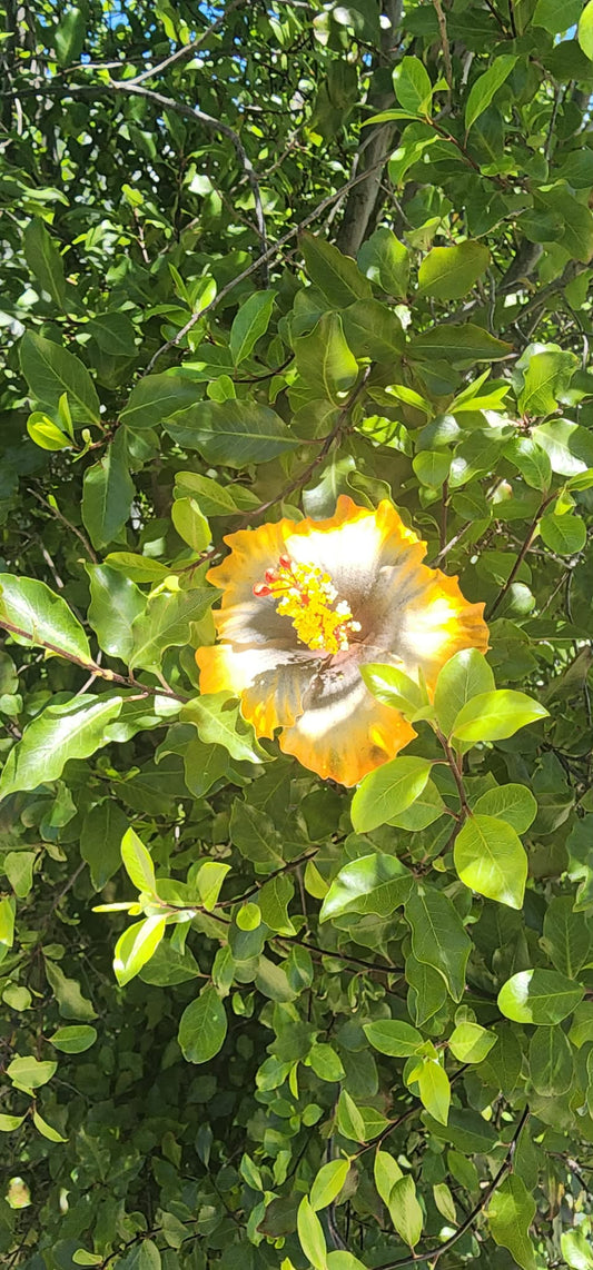 YELLO in BLACK AUTE (9cm)